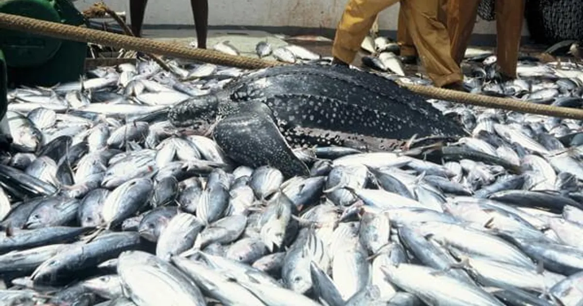 Nigéria enfrenta déficit anual de dois milhões de toneladas de pescado