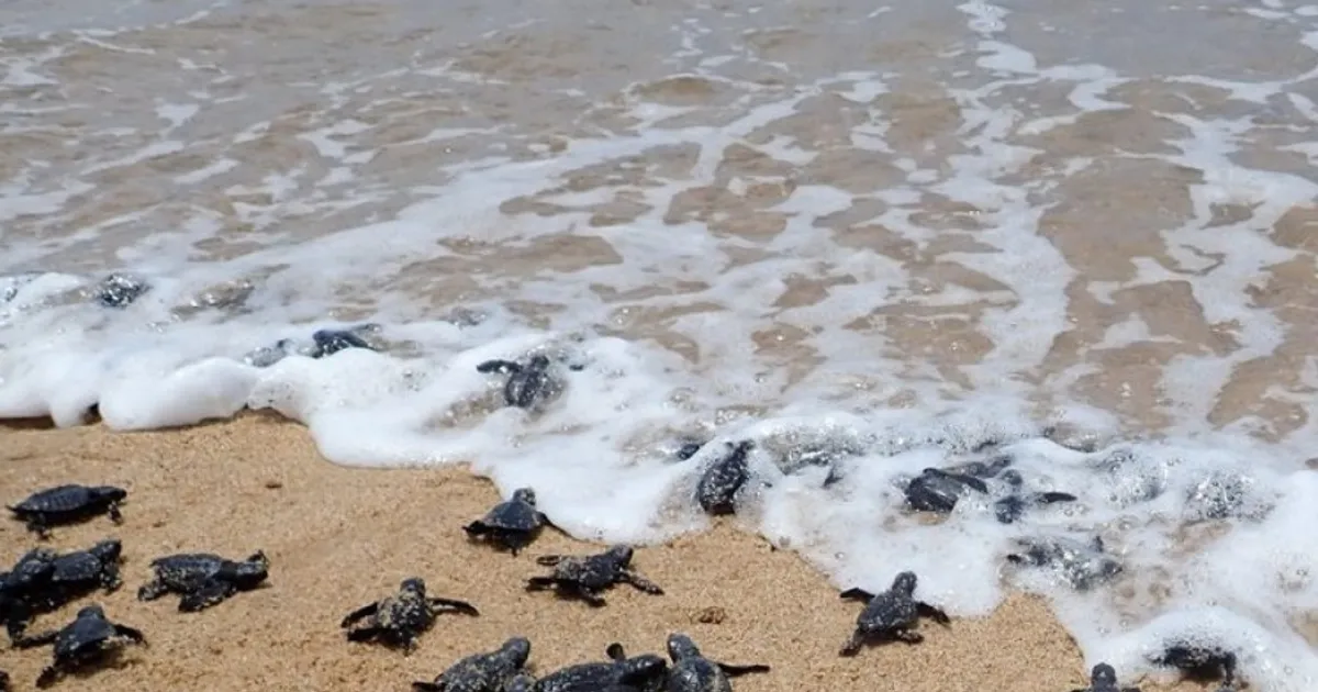 Projecto "Kitabanga" devolve 300 mil tartarugas ao mar