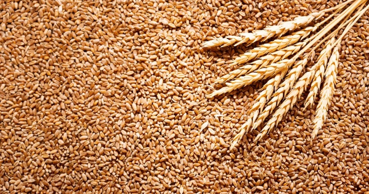 Zimbabwe anuncia colheita de mais de 570 milhões de toneladas de trigo