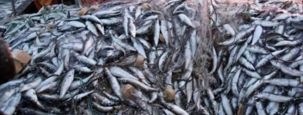 Angola prevê produzir mais de 80 mil toneladas de peixe até 2030