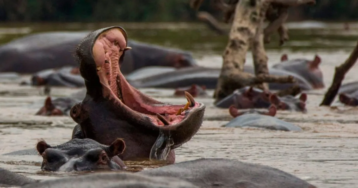 Administração do Parque Nacional do Luengue-Luiana preocupada com abate de animais