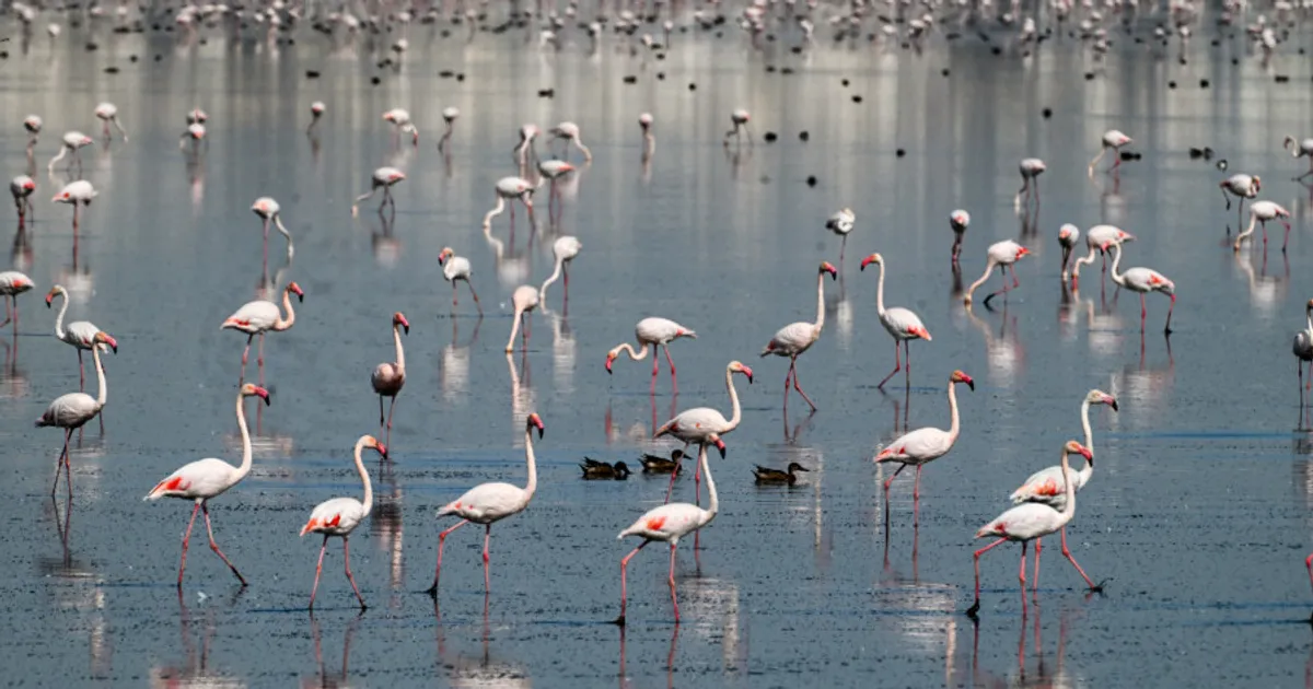 Inaugurado centro de monitorização de aves migratórias no Lobito
