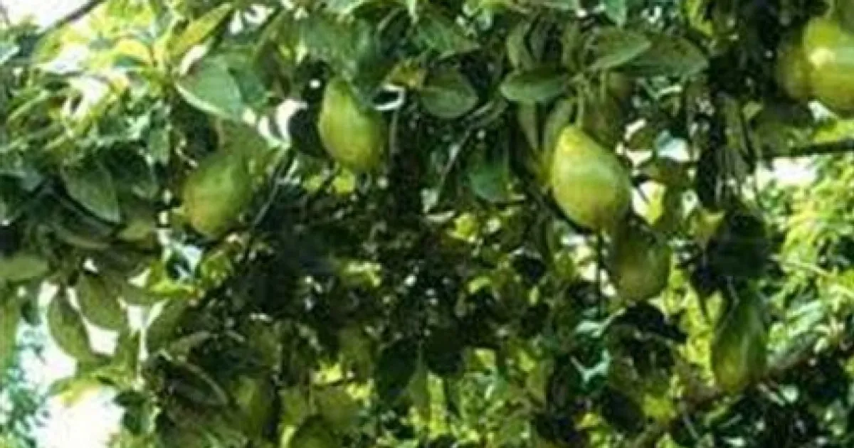 Abacate angolano exportado para mercado europeu