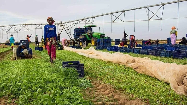 FAO mobiliza investidores para projectos agro-industriais africanos