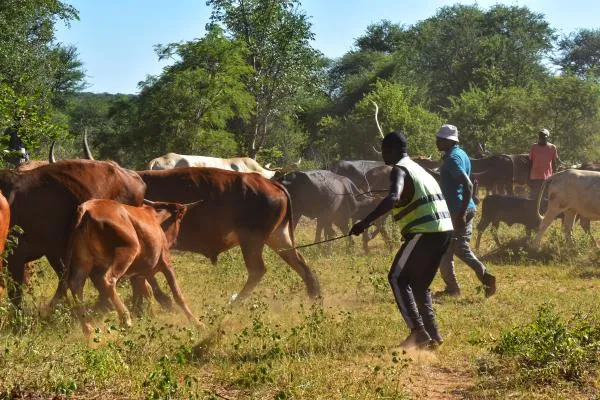 Mais de 300 fazendeiros namibianos em situação migratória ilegal em Angola