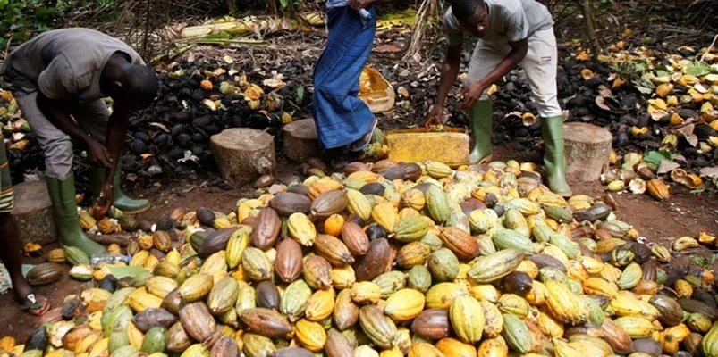 Safra de cacau na África Ocidental ameaçada pelo El Niño