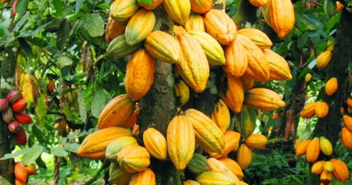 União Europeia lança programa de monitoramento do cacau no Ghana