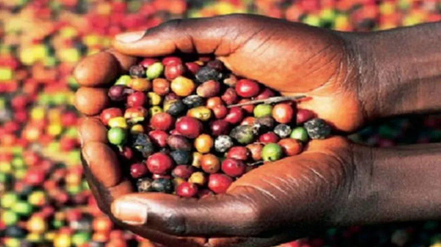 Angonabeiro exportou mais de um milhão de dólares de café angolano em 2025
