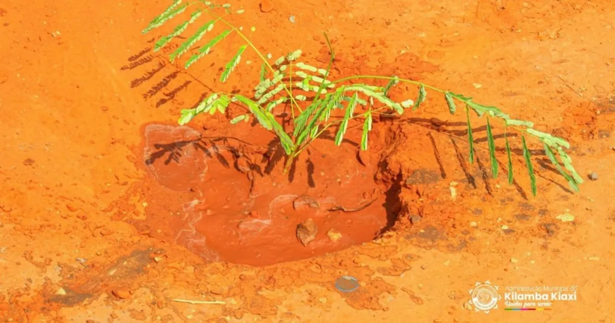 Plantadas mais de um milhão 533 mil árvores num polígono florestal no Huambo