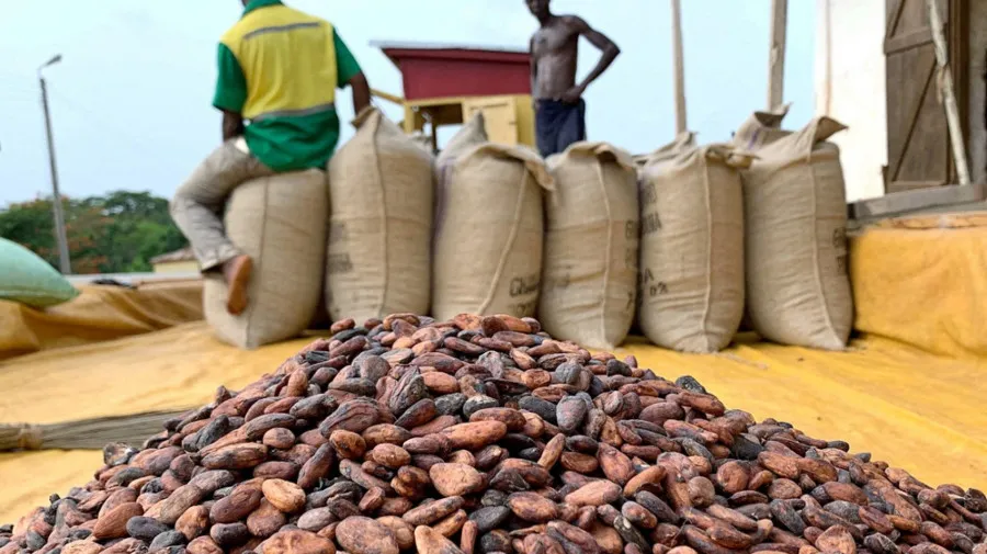 Excesso de cacau arruína produtores africanos