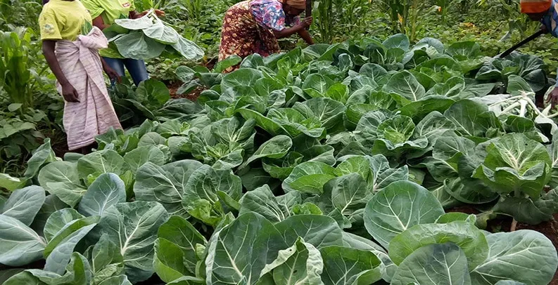 Agrónomo aponta soluções para mitigar efeitos de estiagem em Angola