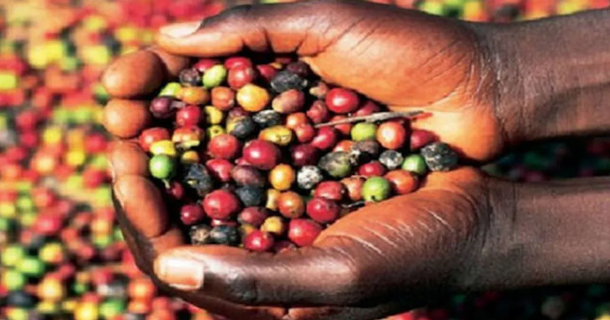 Produção do café aumentou 40 por cento este ano