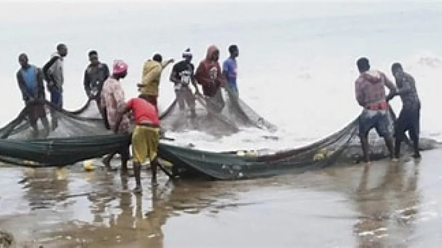 Proibida pesca do carapau no âmbito da veda anual