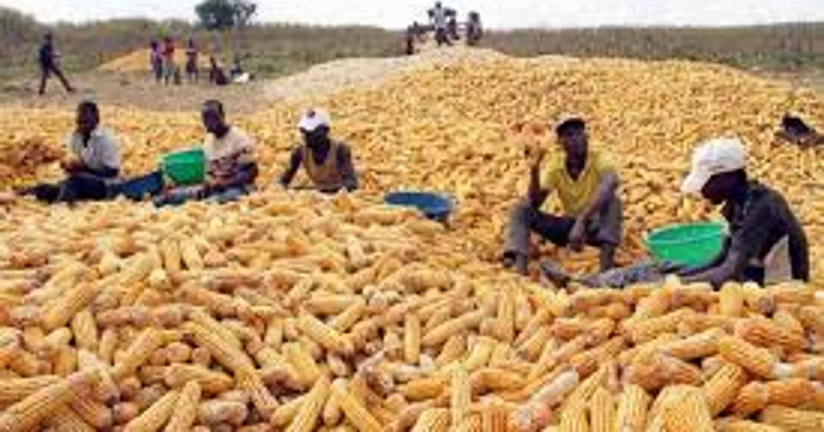 Angola gastou mais de 112 milhões USD na importação de milho