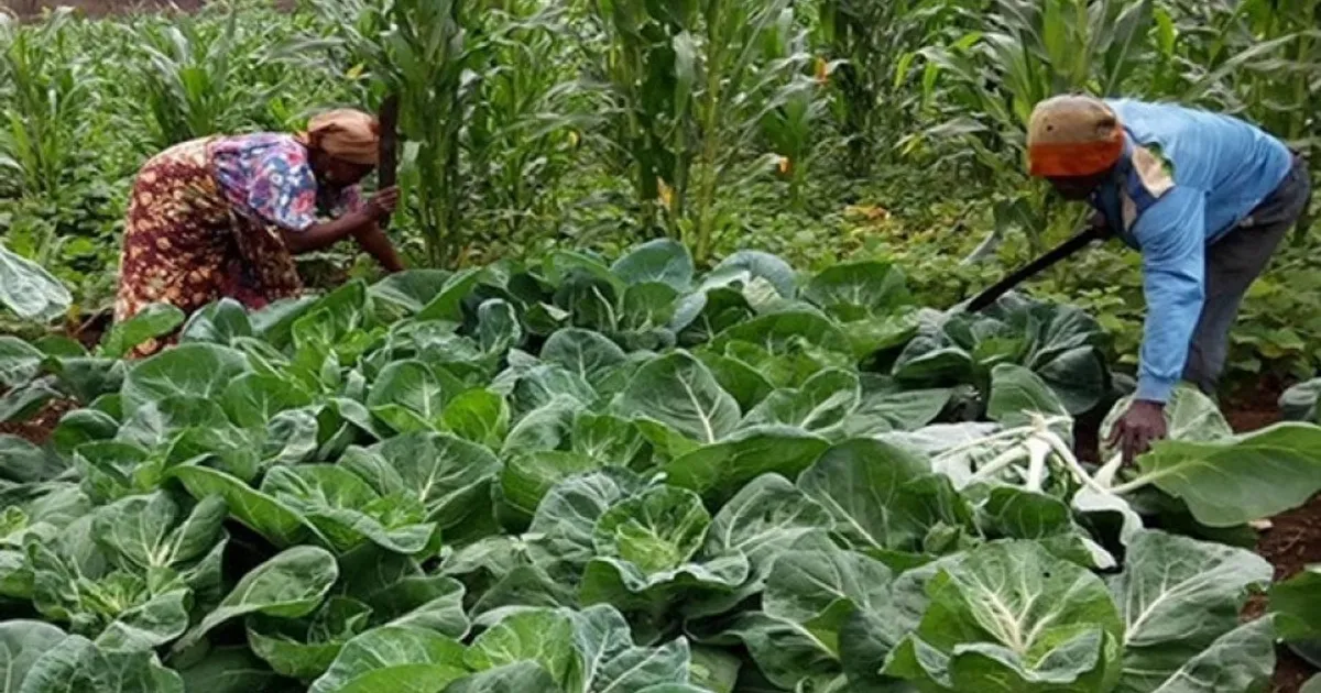 FADA financia projectos de promoção da agricultura familiar