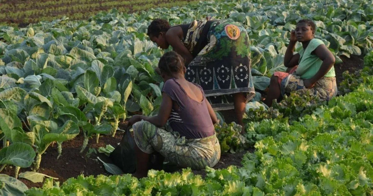 Endiama vai implementar um projecto agro-industrial na Lunda-Norte