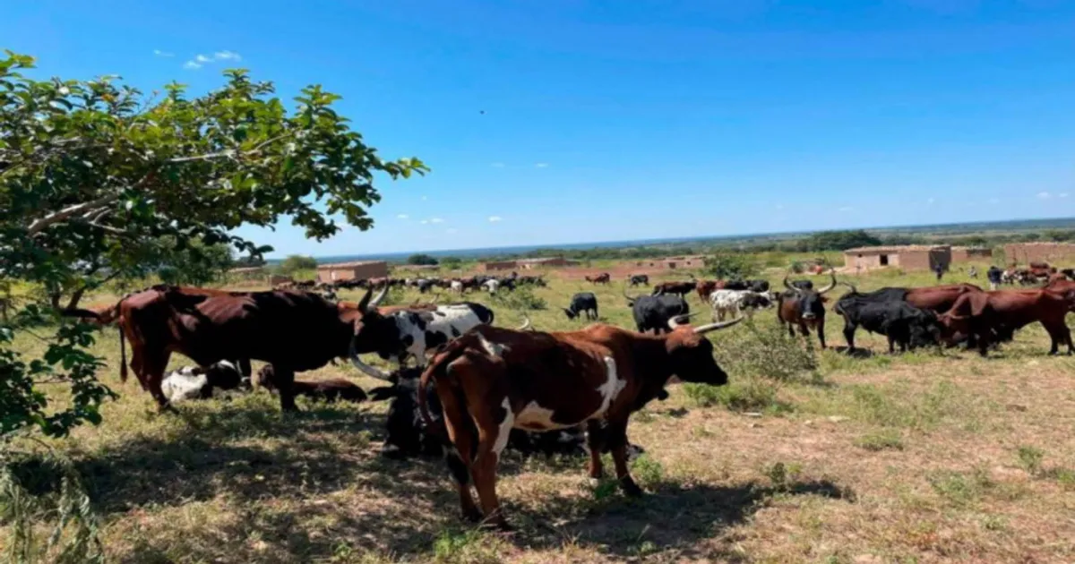 Conflito entre comunidades mucubal e nyaneka provoca 12 mortos