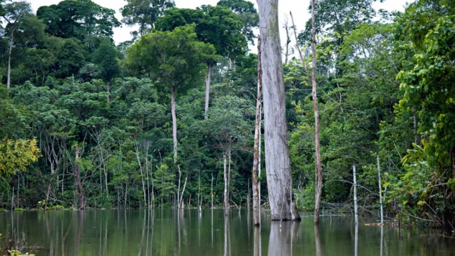 Floresta da Kumbira terá classificação de área de conservação nacional