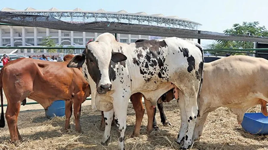 Feira agropecuária e leilão de gado geram 1,4 mil milhões de kwanzas
