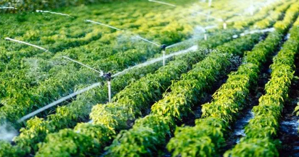 Governo reafirma compromisso com transformação do actual sistema alimentar
