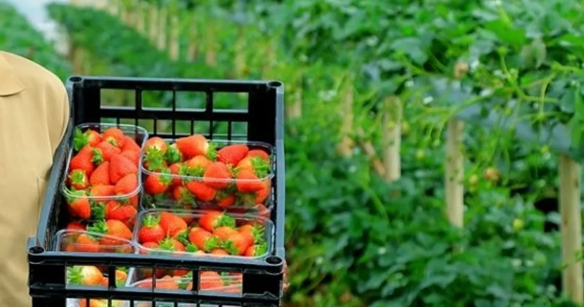 Agricultura impulsiona crescimento económico acima de 8% na Etiópia