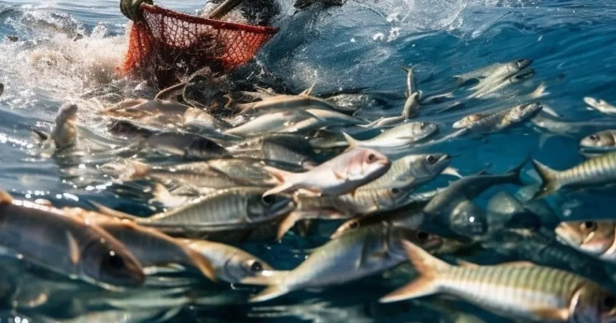 Pesca ilegal provoca perdas de 500 milhões de dólares por ano