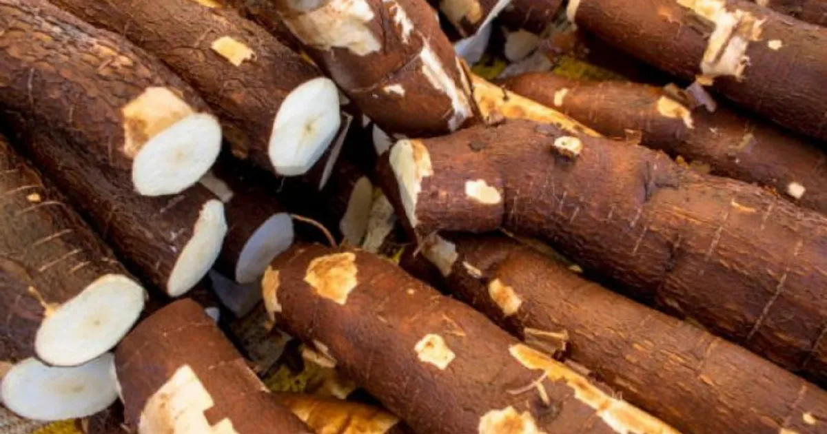 Feira de campo no Bengo arrecadou nove milhões de Kwanzas