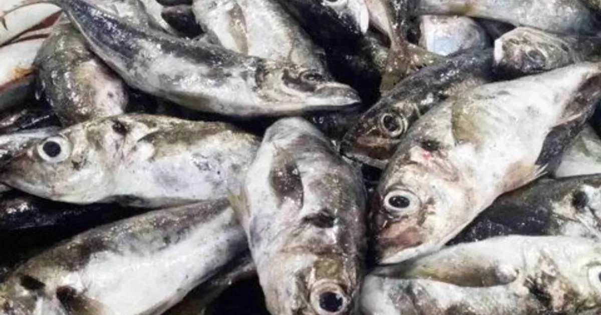 Pescas vai contribuir com 4,5 por cento para o PIB nos próximos cinco anos