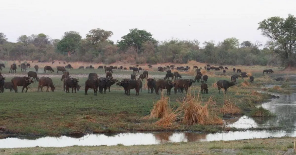 Angola e Oak Foundation formalizam parceria no domínio do ambiente