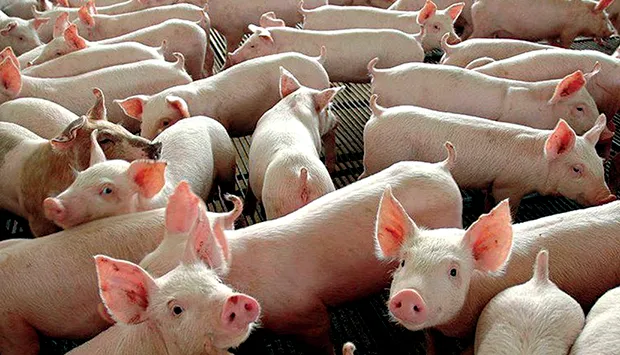 Angola vai poupar 400 milhões de dólares na importação de carne de porco