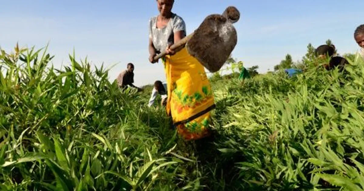 Empresários angolanos convidados a participar na Expo África Food