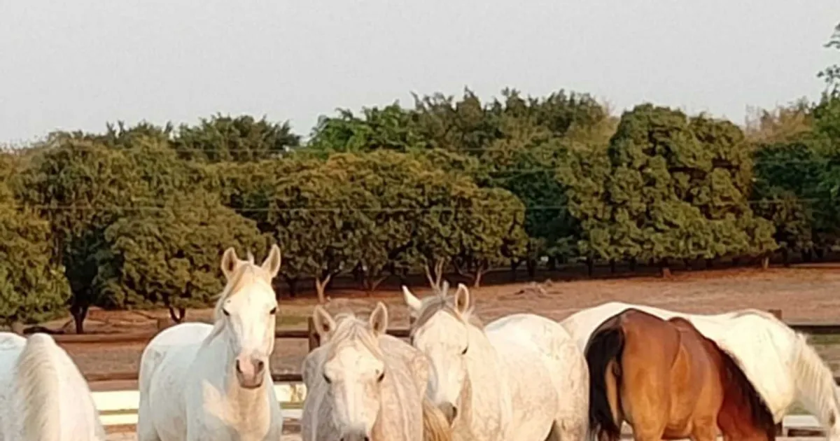 Angola recebe primeiros cavalos para os Jogos Africanos da Juventude