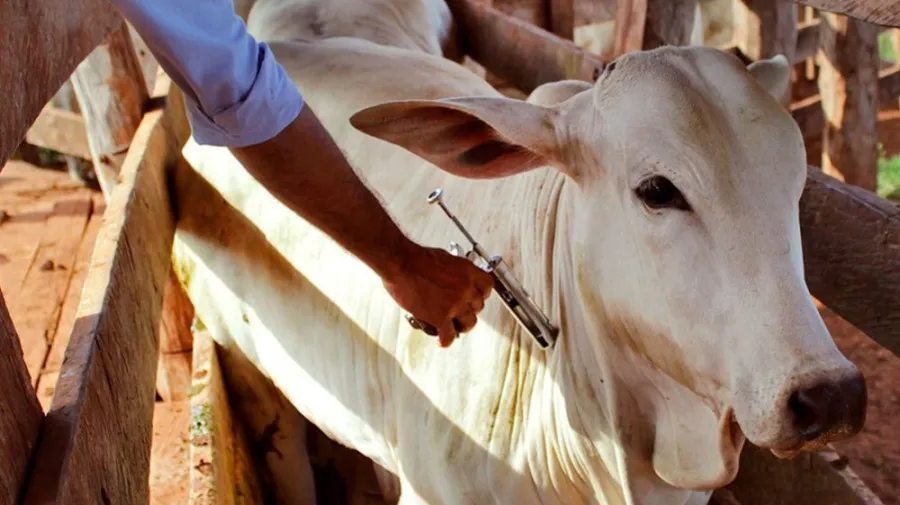 Zaire vacina três mil cabeças de gado bovino