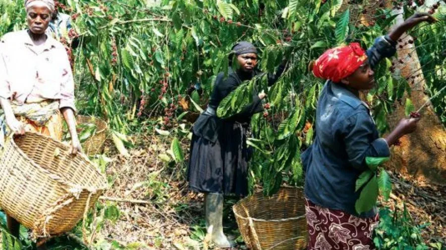 Exportação de café rende mais de 2 milhões de dólares em três meses
