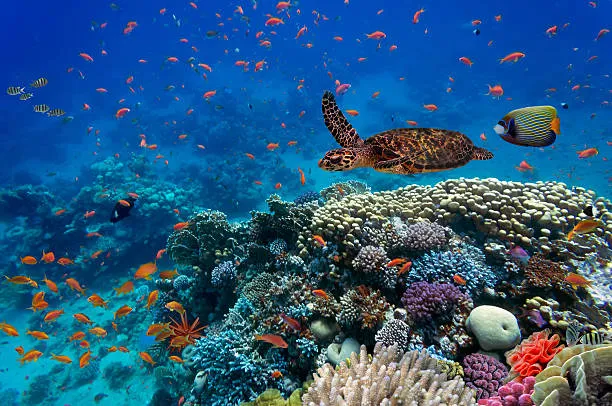 Aberto Workshop sobre o acordo de conservação da biodiversidade marinha