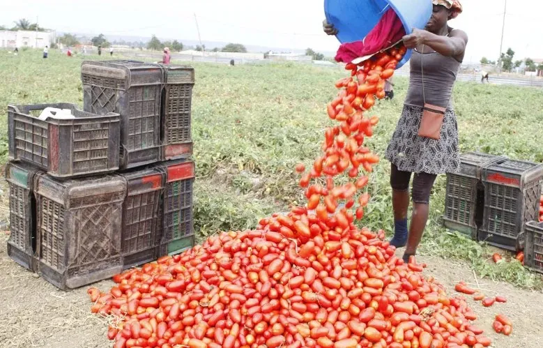 Inaugurada fábrica de processamento de tomate no Dombe Grande
