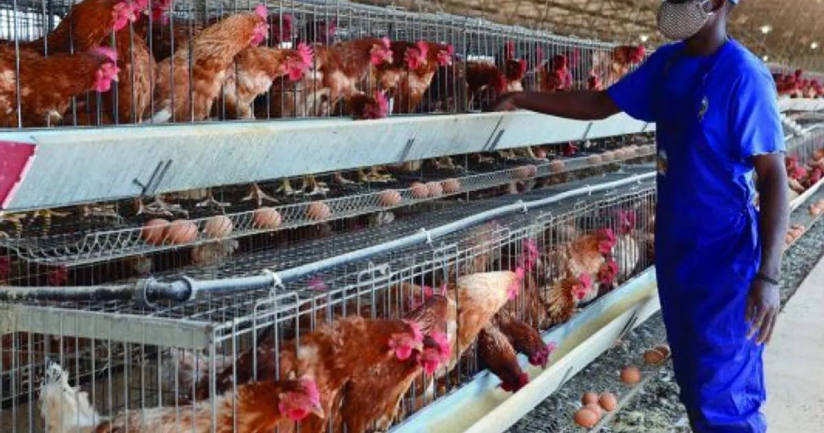 Associação dos Avicultores prevê a produção de mais de 600 toneladas de frango de corte