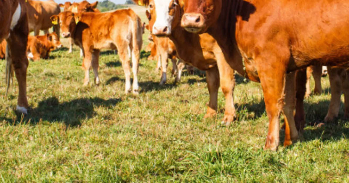 Planalto da Camabatela recebe mil 250 cabeças de gado bovino