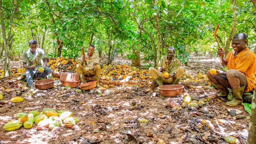 Cacau da Côte d'Ivoire enfrenta dificuldades para chegar a Europa