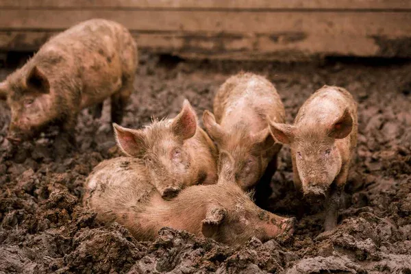 Surto de peste suína no Huambo resulta no abate de centenas de animais