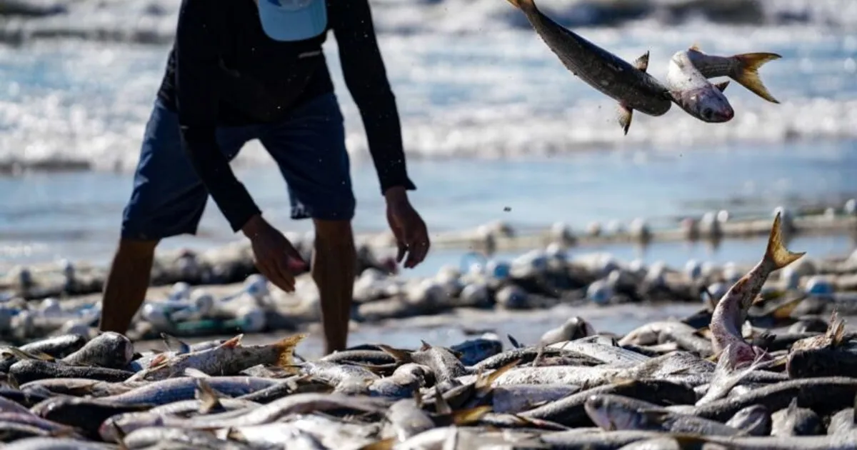 Angola encaixou 46,7 mil milhões kz com a exportação de 57 mil toneladas de produtos de pesca entre 2022 e 2023