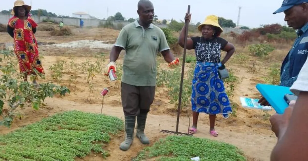 Avaliada produção agropecuária em Viana