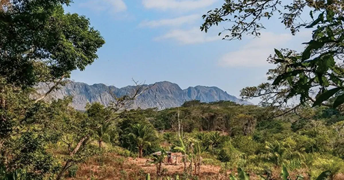 Defendida maior protecção para floresta do Cumbira