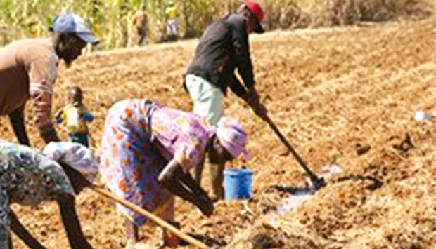Camponeses reforçados com insumos agrícolas