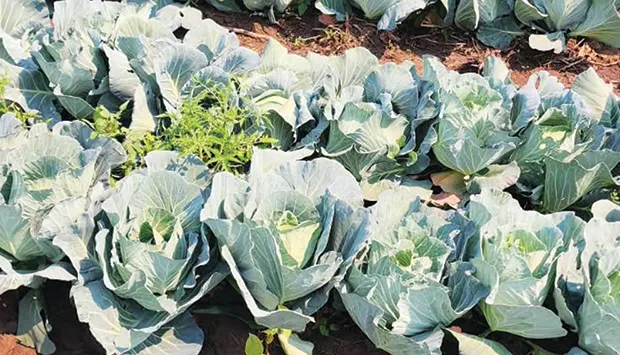 Agricultores apostam na produção de hortaliças