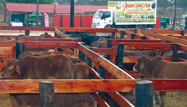 Terceira edição da Expo-Huambo reúne cerca de 500 expositores