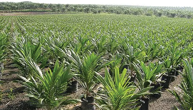 Cuanza-Norte: Ngonguembo projecta mais de 1.300 toneladas