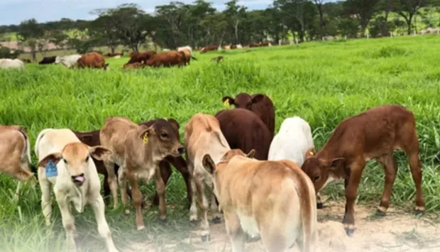 Mumba e Quiminha reforçam aposta do Omatapalo na produção agrícola e pecuária