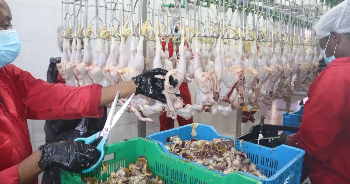 Inaugurado primeiro matadouro de frango de corte na província do Bengo