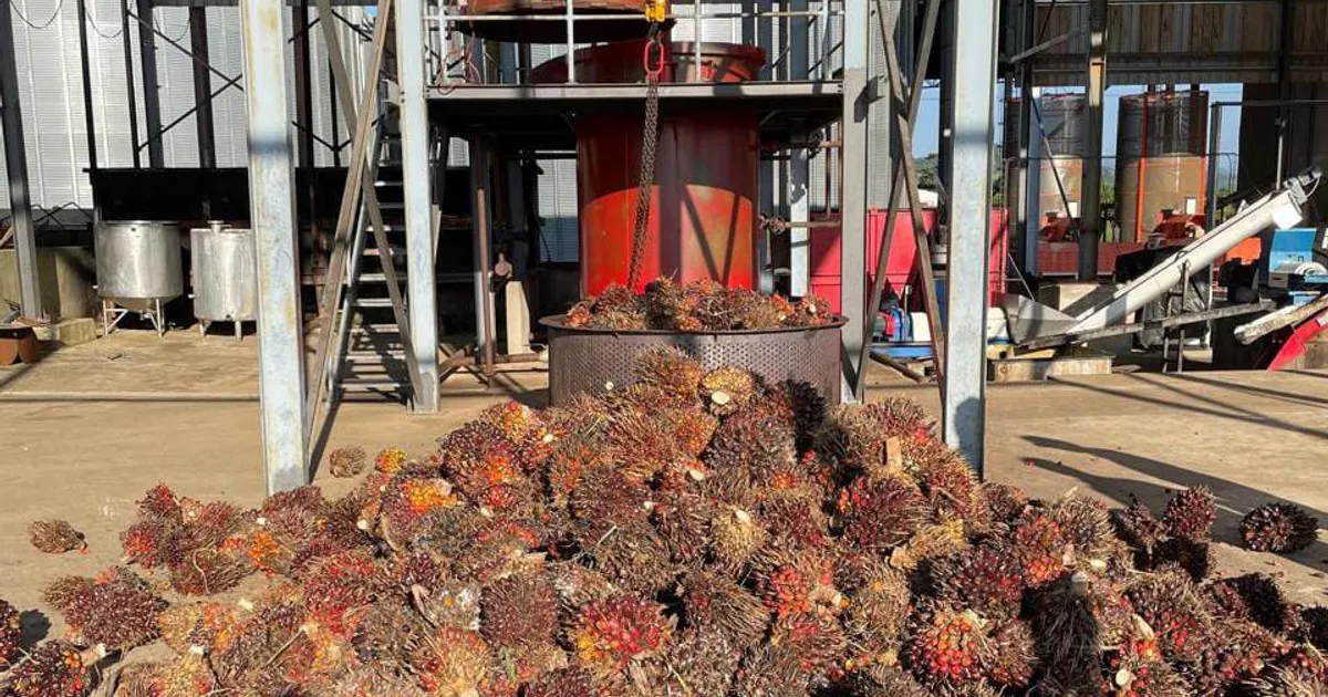 Refitec compra óleo palma bruto do Cuanza-Norte